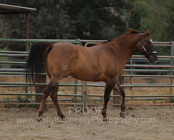 SamsonFall26_3873