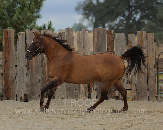 SamsonFall26_3724