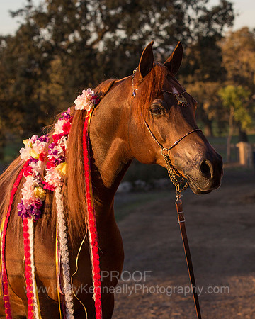 CorrineUnicorn_567