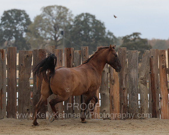SamsonFall26_0479