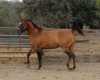 SamsonFall26_0149