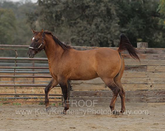 SamsonFall26_0149