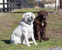 ShermanRanchDogs2015_0859