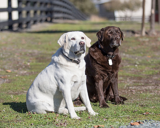 ShermanRanchDogs2015_0859