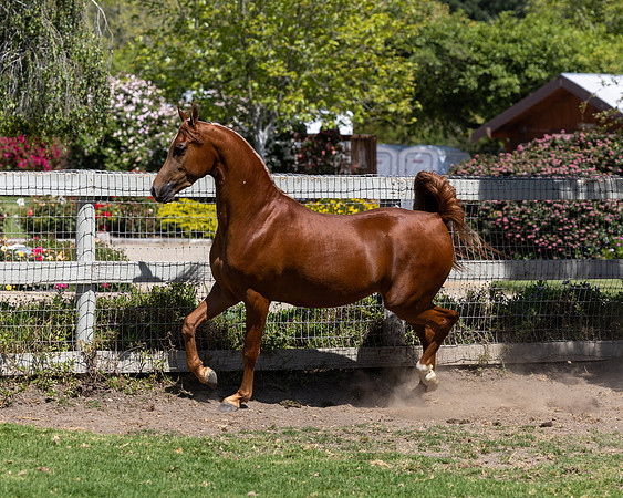 GatoDelSolJun23-3259