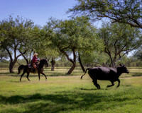 RS_CowWork18_6015