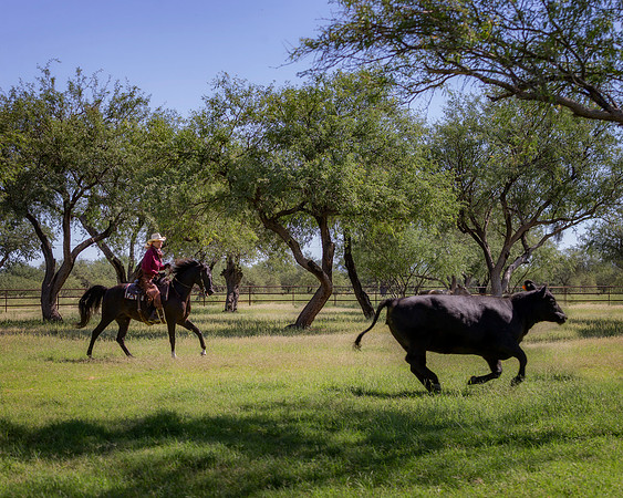 RS_CowWork18_6015