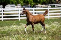 Becker0623_Foal13-9035