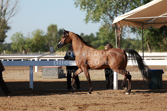 DAHA23_Fri_0097