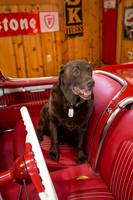 ShermanRanchDogs2015_0912