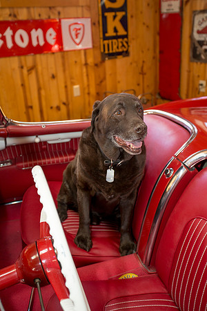 ShermanRanchDogs2015_0912
