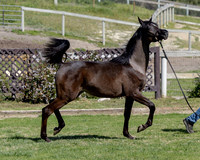 Catelya_0425_6970