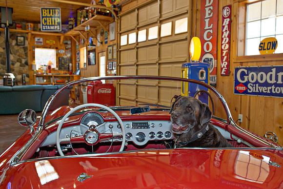 ShermanRanchDogs2015_0922