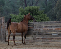 SamsonFall26_0585