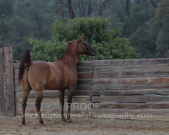 SamsonFall26_0585