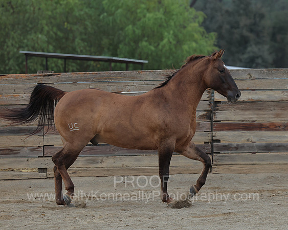 SamsonFall26_1537