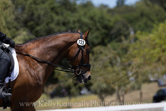 FFDressage23-3668