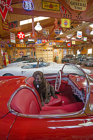 ShermanRanchDogs2015_0936