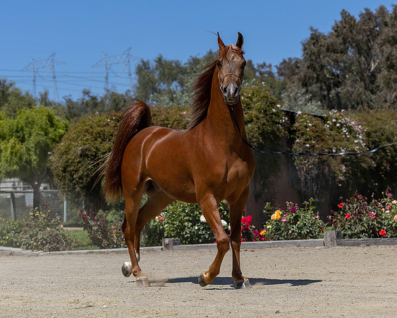 GatoDelSolJun23-3102