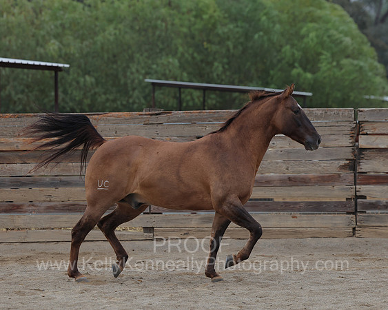 SamsonFall26_1348