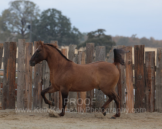 SamsonFall26_0721