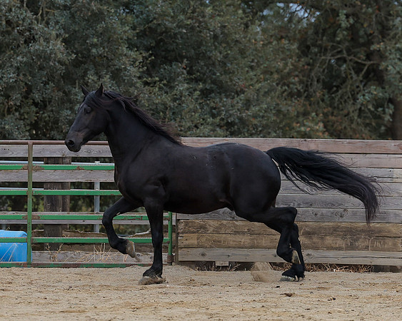 DutchFall26_2320