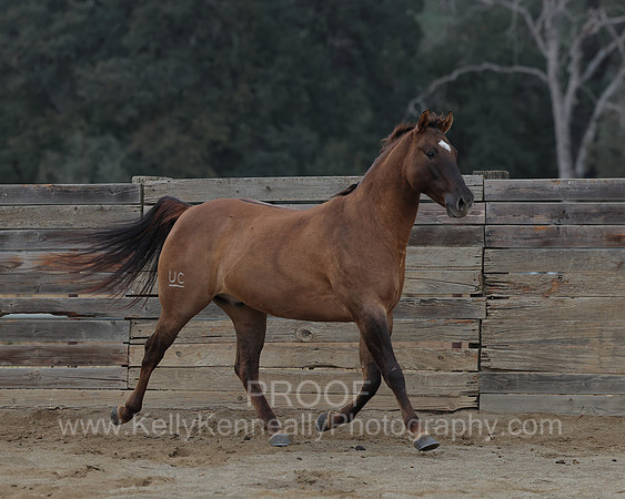 SamsonFall26_1494