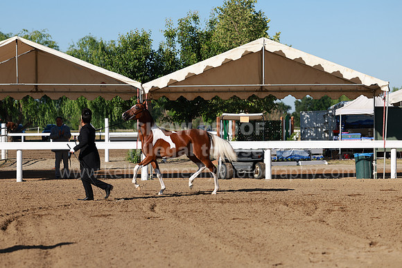 DAHA23_Fri_0063