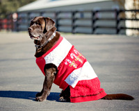 ShermanRanchDogs2015_0846