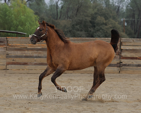 SamsonFall26_3947