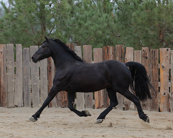 DutchFall26_2543