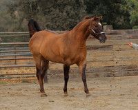 SamsonFall26_0178