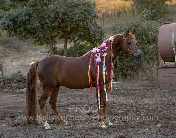 CorrineUnicorn_721
