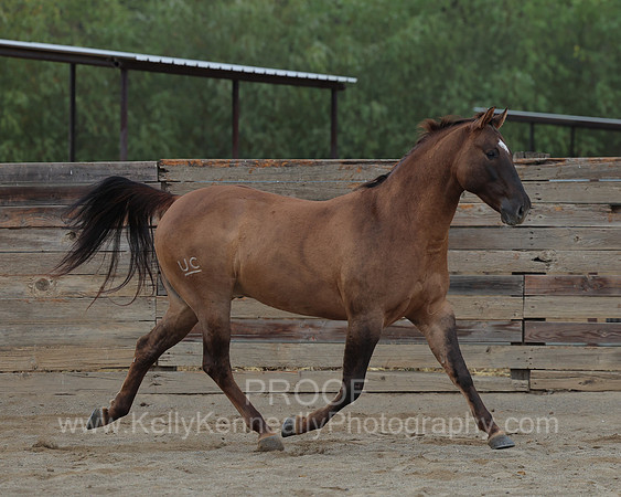 SamsonFall26_1522