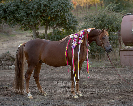 CorrineUnicorn_728