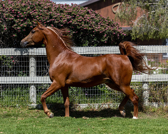 GatoDelSolJun23-3674