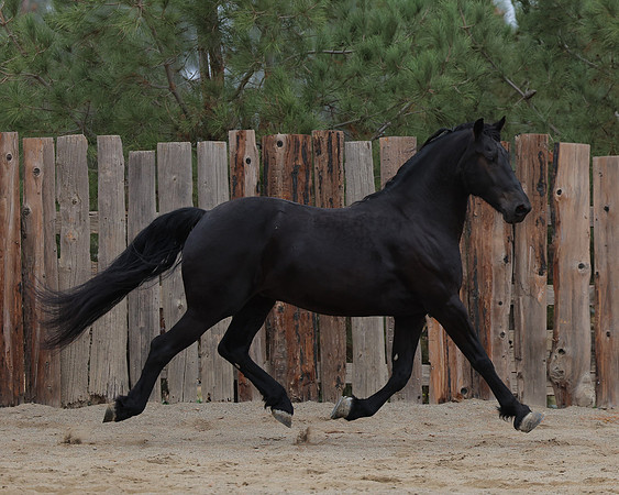 DutchFall26_2866