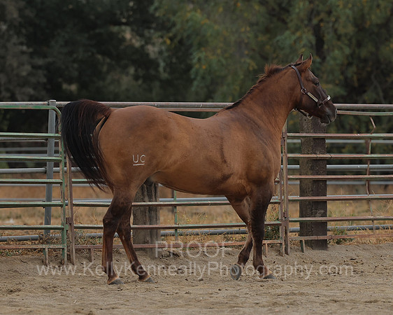 SamsonFall26_3881