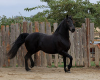 DutchFall26_2029