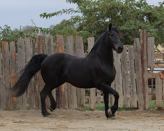 DutchFall26_2029