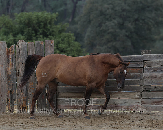 SamsonFall26_1472