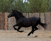 DutchFall26_2012
