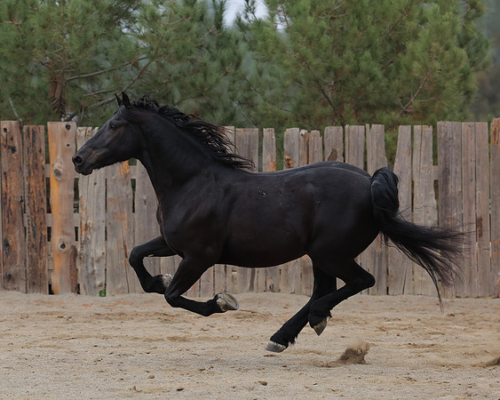 DutchFall26_2012