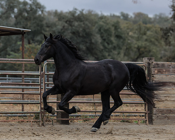 DutchFall26_2373