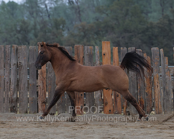 SamsonFall26_0641