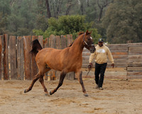 SamsonFall26_0067
