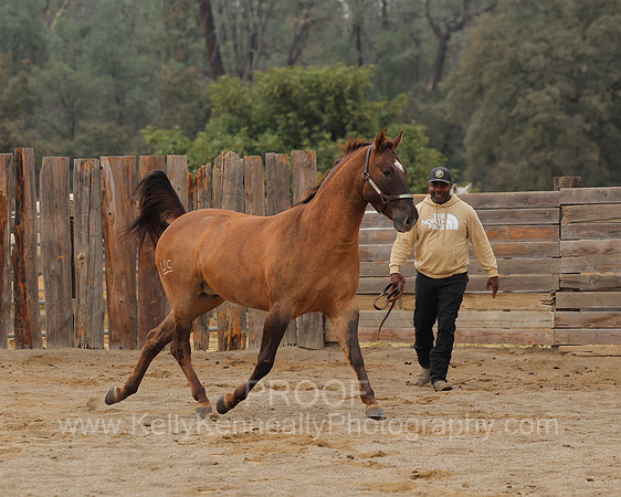 SamsonFall26_0067