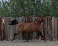 SamsonFall26_0539