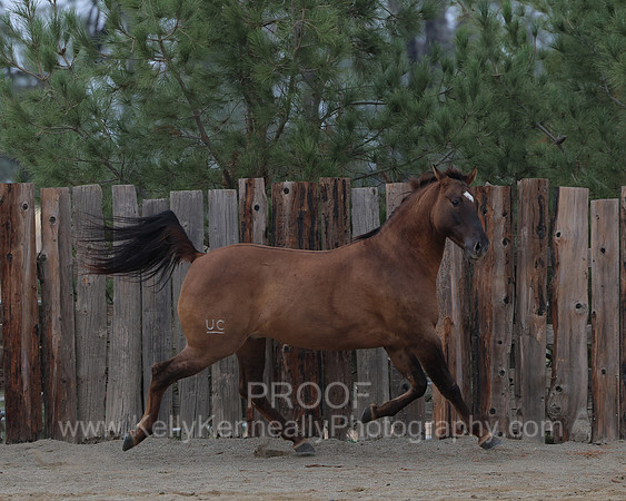 SamsonFall26_0539