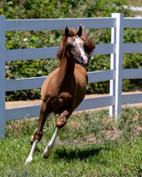 Becker0623_Foal13-8822